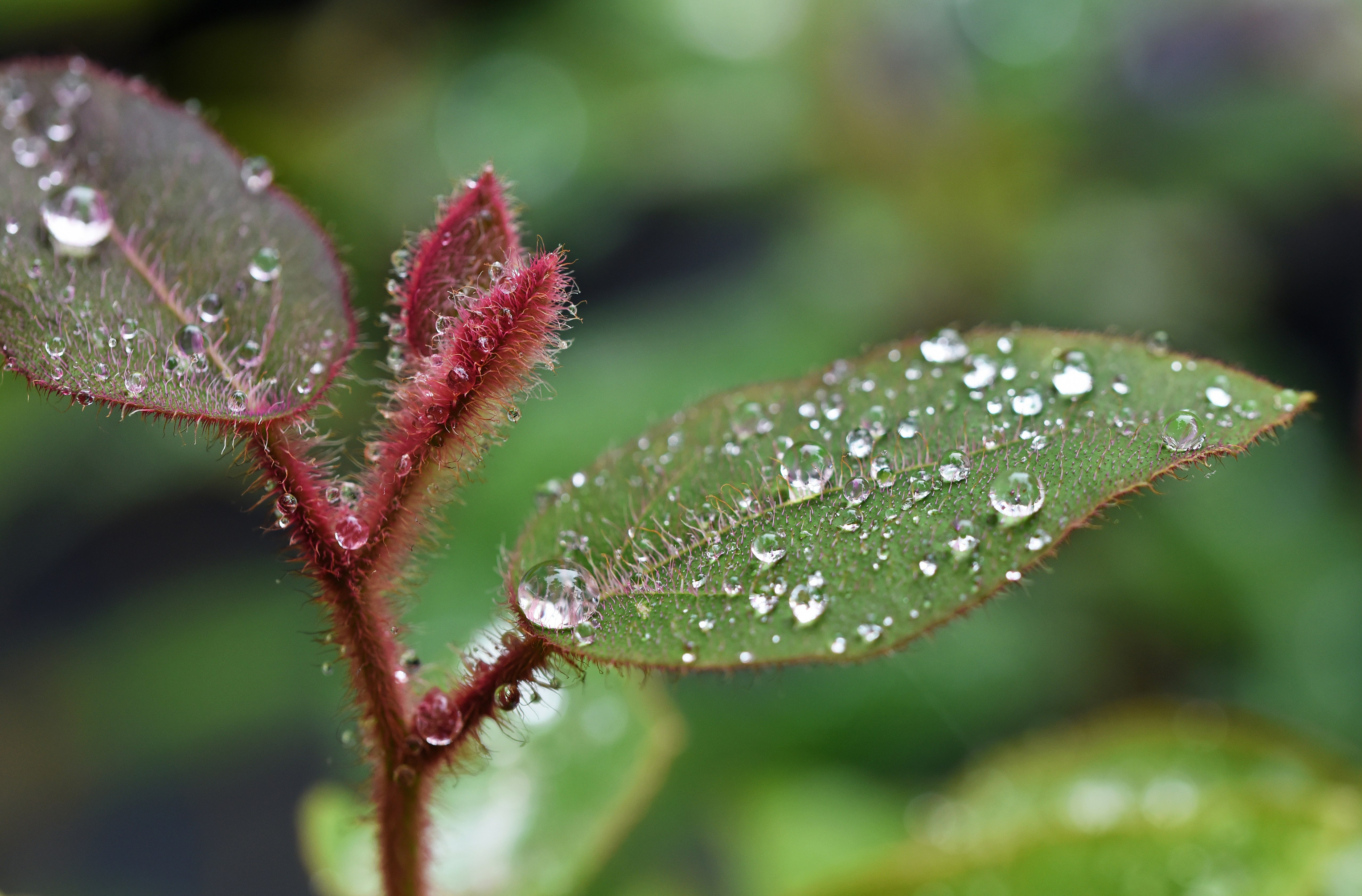 green-leafed plant